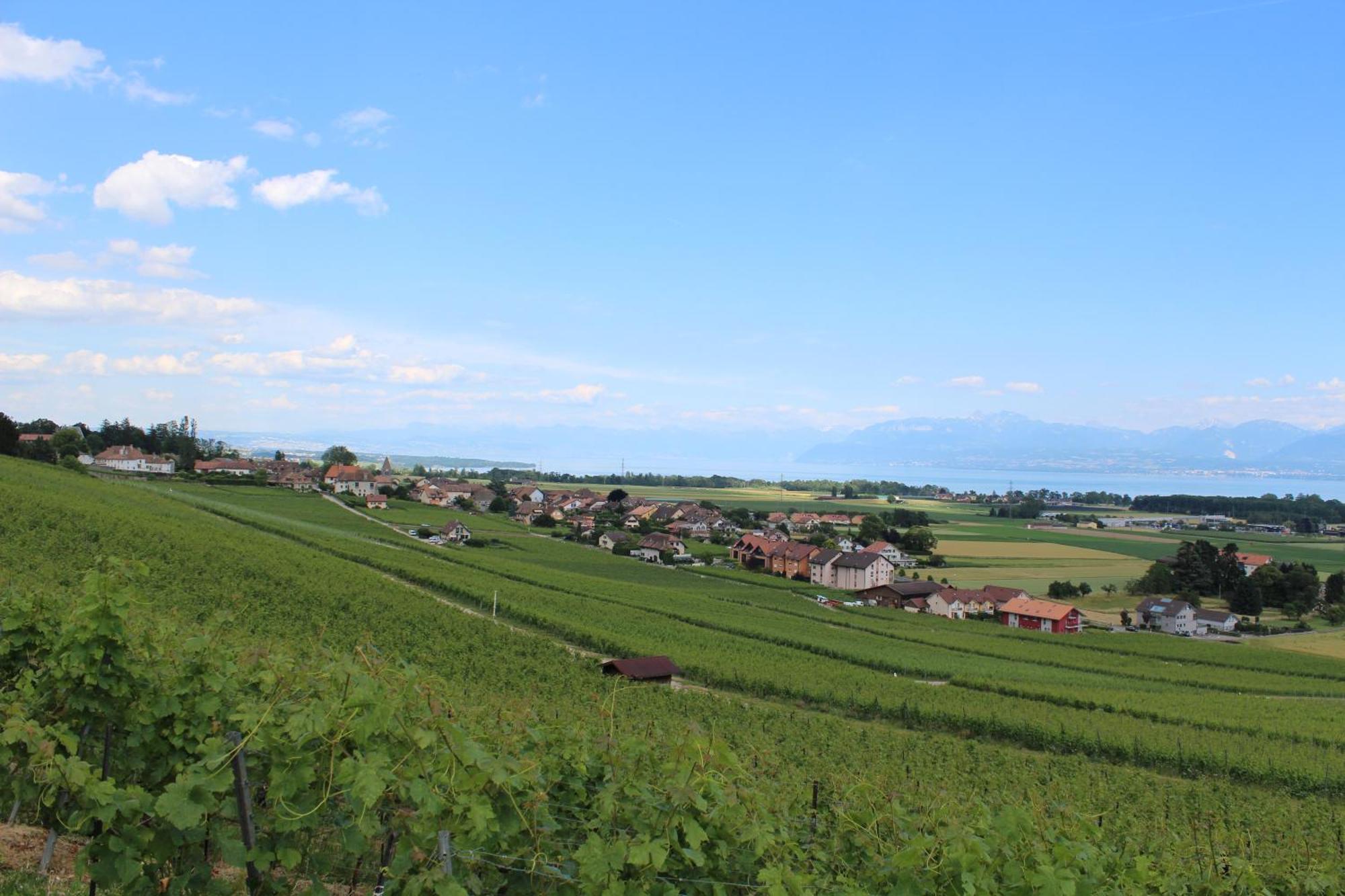 Bed and Breakfast Au Coeur Du Vignoble Sur Bursins Экстерьер фото